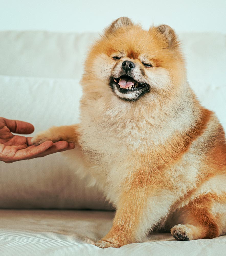 How To Get A Therapy Dog Requirements And Regulations