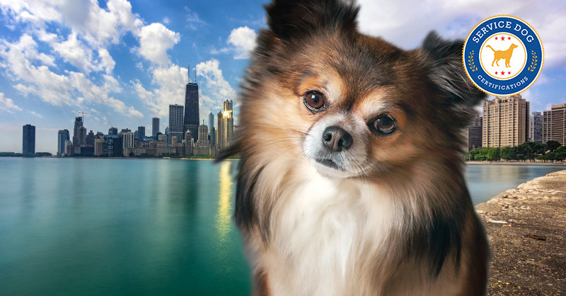 How to Register Your Dog as a Service Dog in Illinois