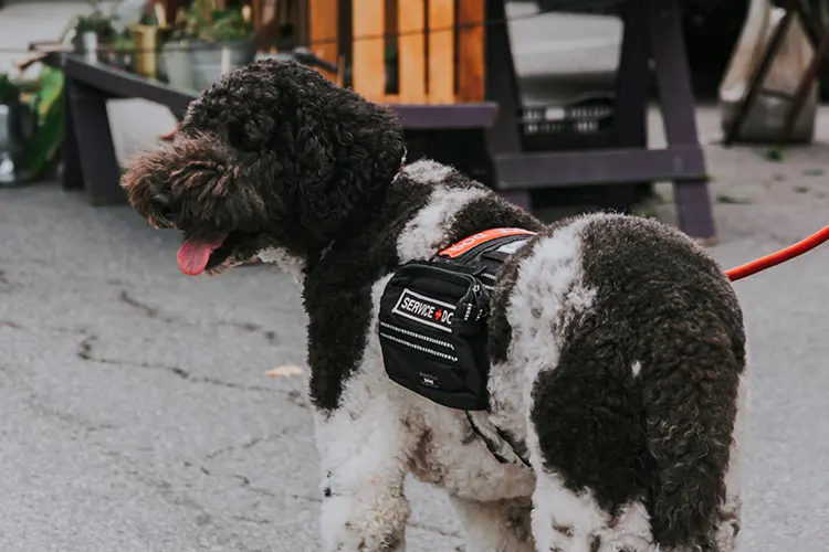 Service dog outdoors wearing a service dog vest