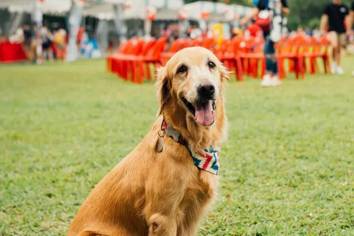 Service dog at an outdoor event