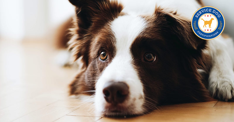 Anxiety Service Dog Tasks Service Dog Certifications