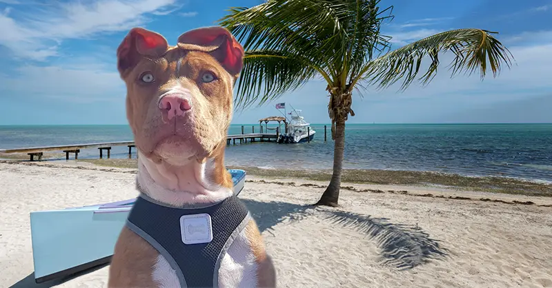 can a pitbull be a service dog in florida