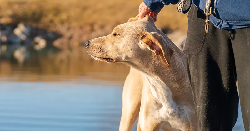 can-you-get-a-grant-for-a-service-dog-service-dog-certifications