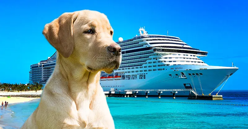 How to Bring a Service Dog on Cruise Ships - ServiceDogCertifications
