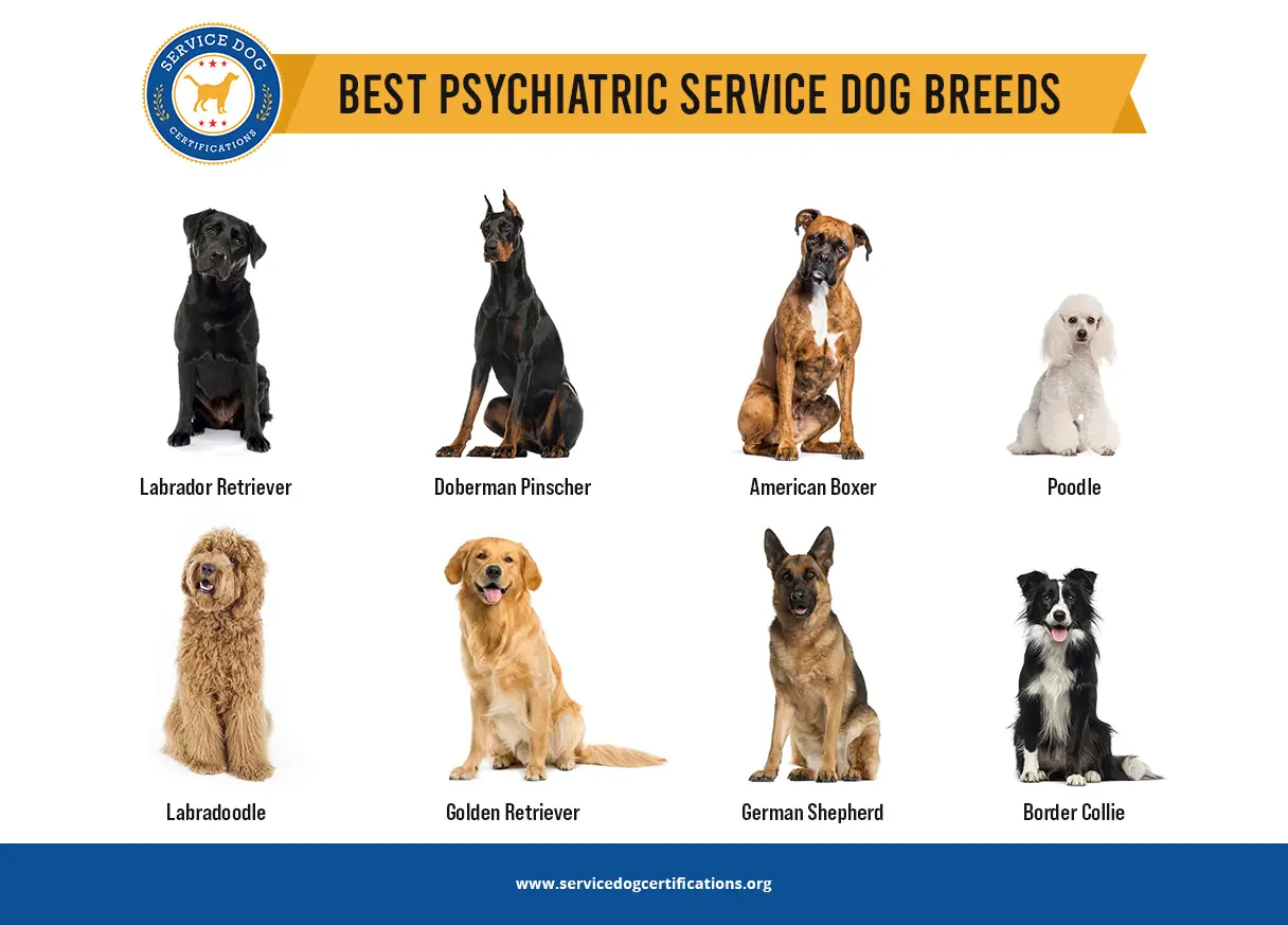 Top 8 Psychiatric Service Dog Breeds - Service Dog Certifications