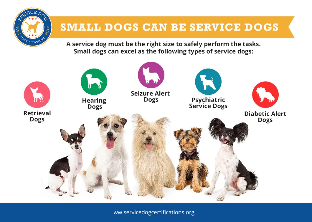 Small Dogs Can Be Service Dogs - Infographic - ServiceDogCertifications