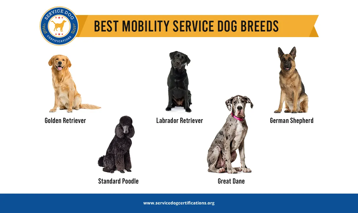 Best Mobility Service Dog Breeds - Infographic - ServiceDogCertifications