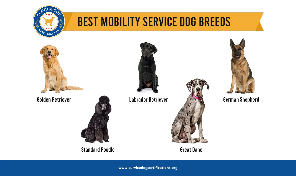 Service dog breeds shop for mobility