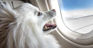 Can I Take a Service Dog On an Airplane - Service Dog Certifications