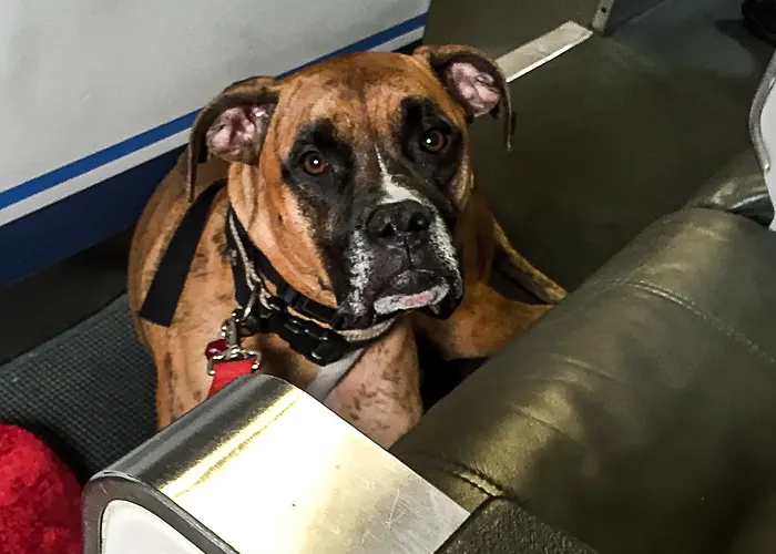 Service dog on board of an airplane sitting between the seats