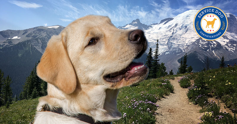 how-to-register-your-dog-as-a-service-dog-in-washington