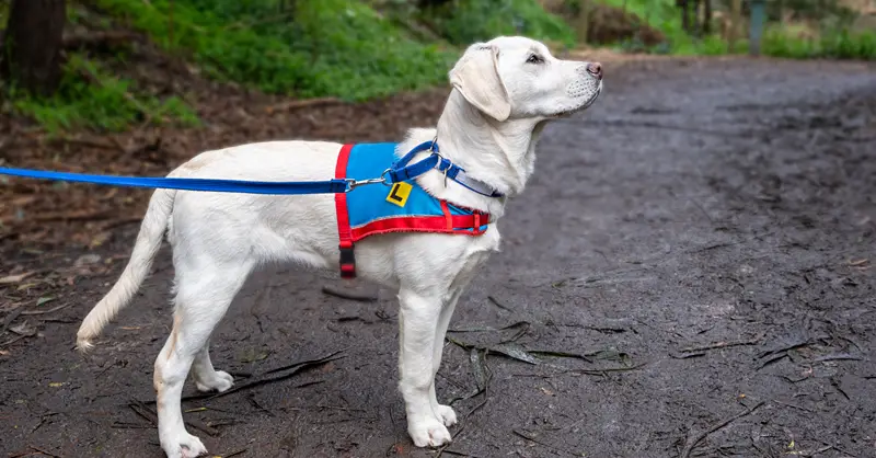 Service Dog Training Tip – Walking on a Leash - Service Dog Certifications