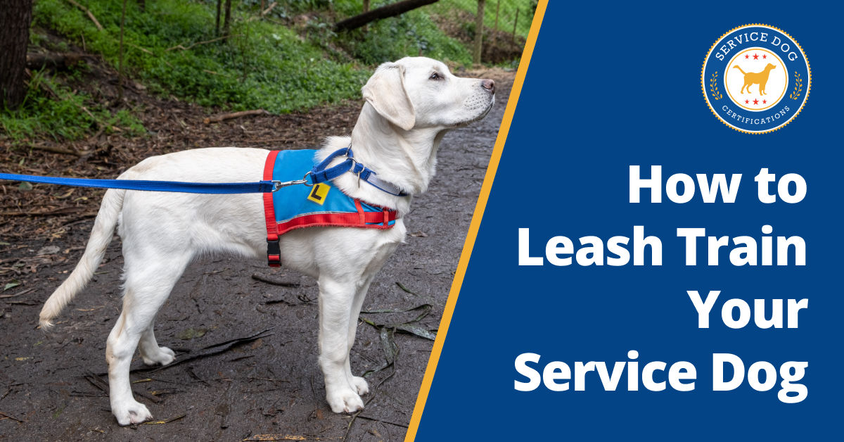 How to Service Dog Training: Expert Tips for Success