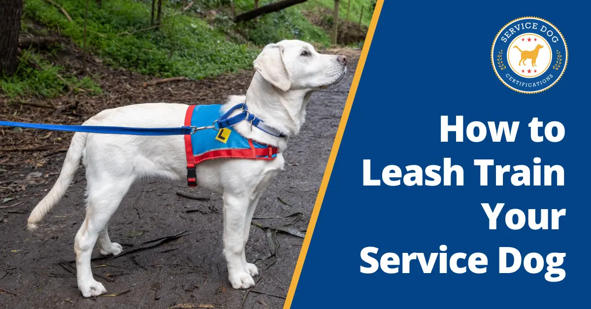 How to Leash Train Your Service Dog