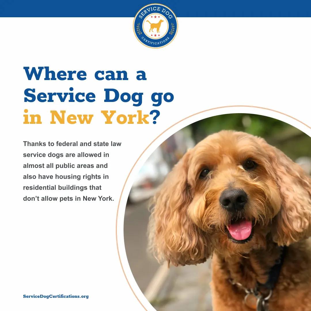 Where Can a Service Dog Go in New York?