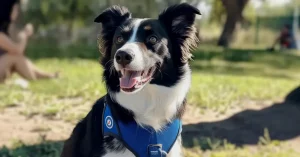 Is a Psychiatric Service Dog a Service Dog?