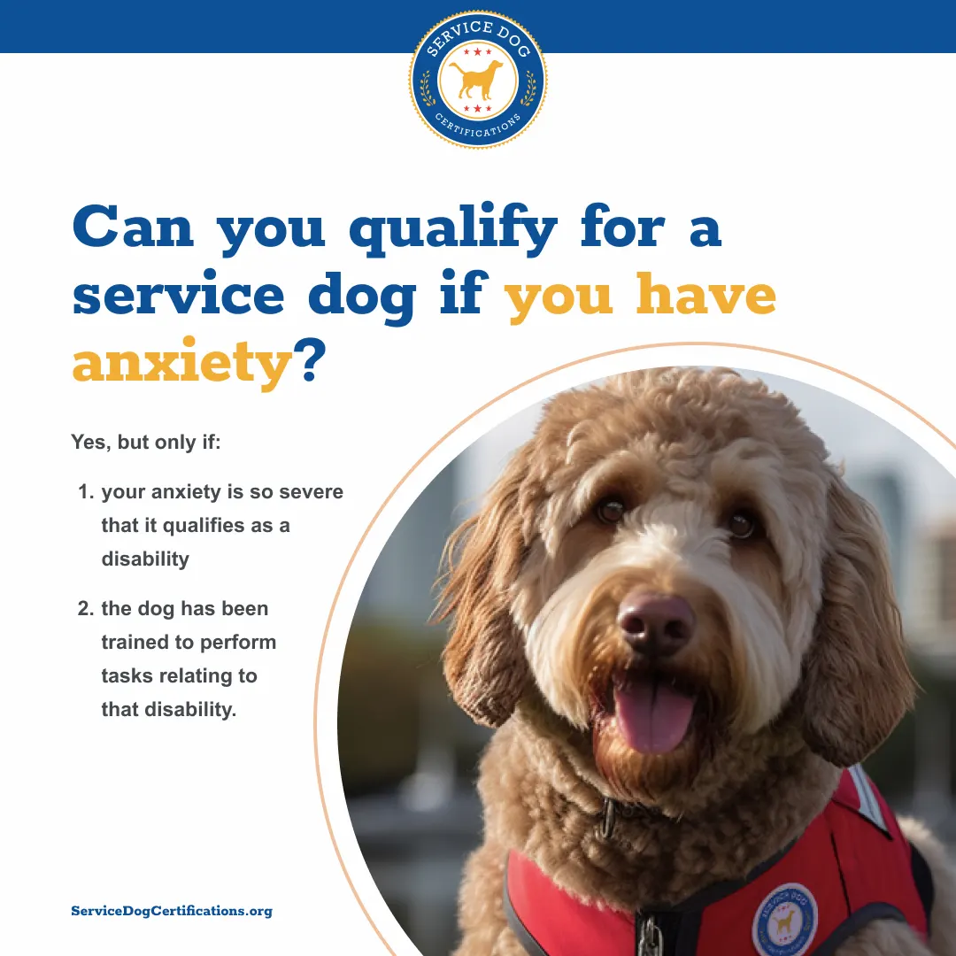 How to Qualify Your Dog as an Anxiety Service Dog