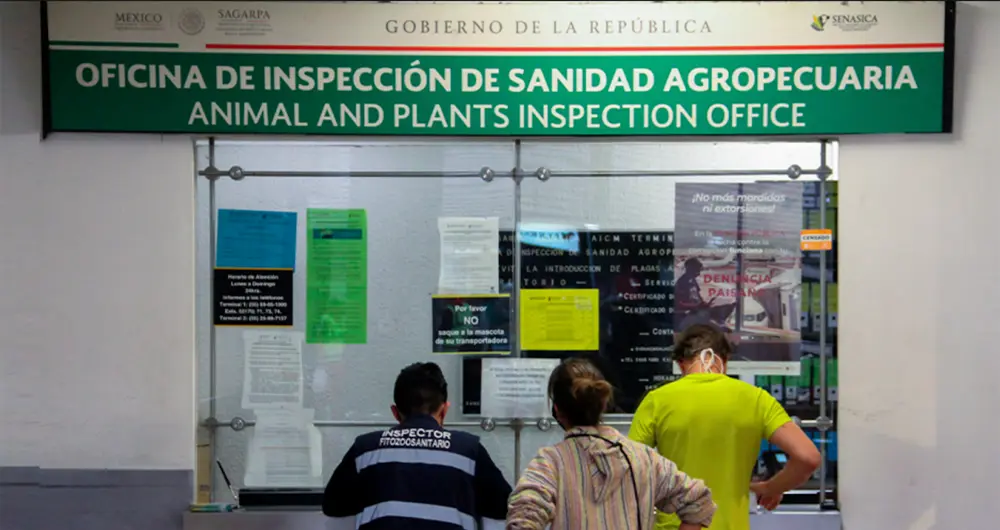 The Oficina de Inspeccion to submit the health certificate when arriving at Mexico airport