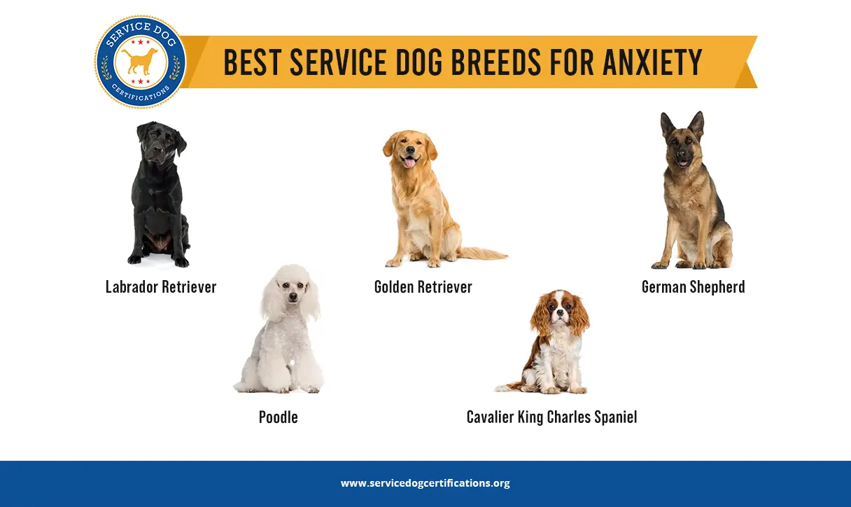Best Service Dog Breeds for Anxiety