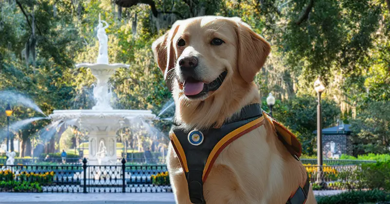 How to Register a Dog as a Service Dog in Georgia