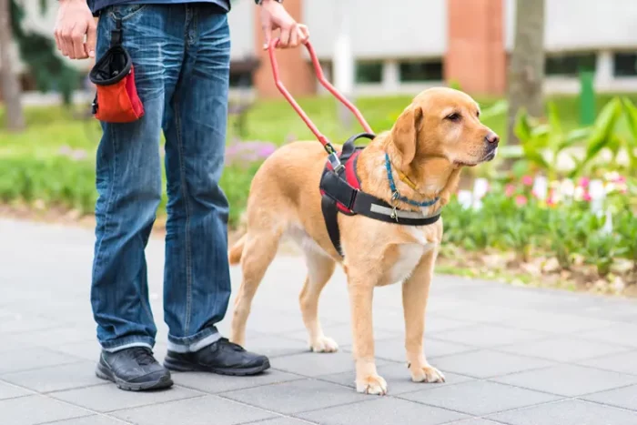 A service dog with its handler in a park in Illinois