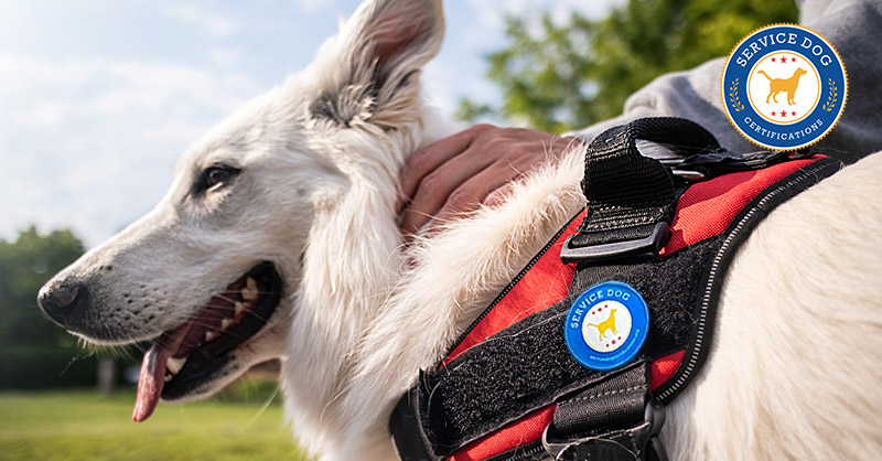 thumbnail image 2 of Service Dog Inside Diamond Magnet - Car Or Refrigerator Magnet (Magnet America) 2 of 4