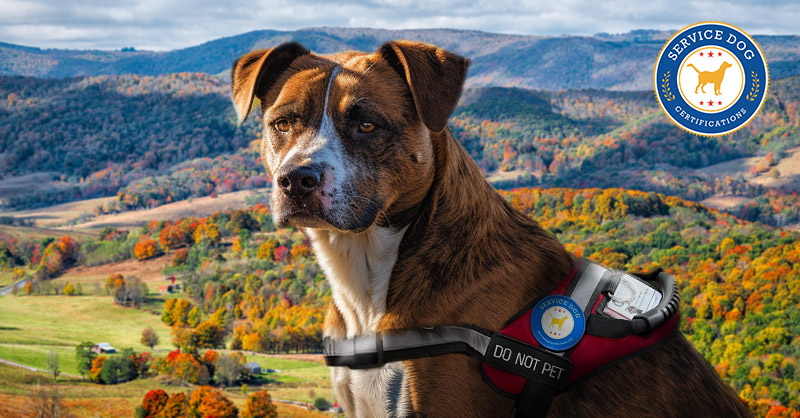 How to Register a Dog as a Service Dog in Virginia How to Register a Dog as a Service Dog in Virginia