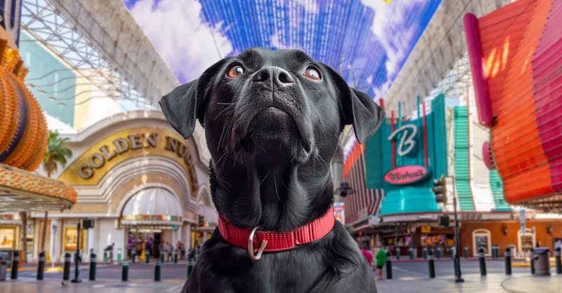 The 5 Most Dog-Friendly Hotels in Las Vegas