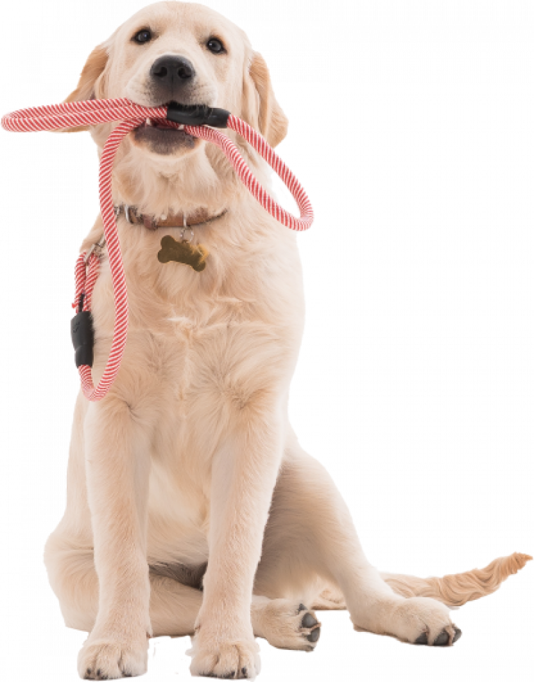 Dog Trainers Near You Service Dog Certifications
