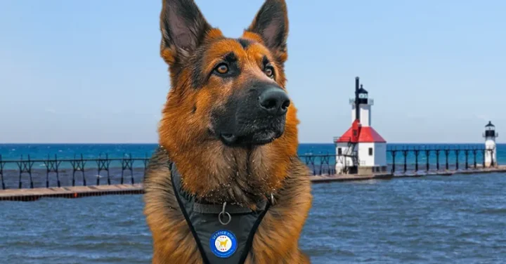 Michigan Service Dog Requirements