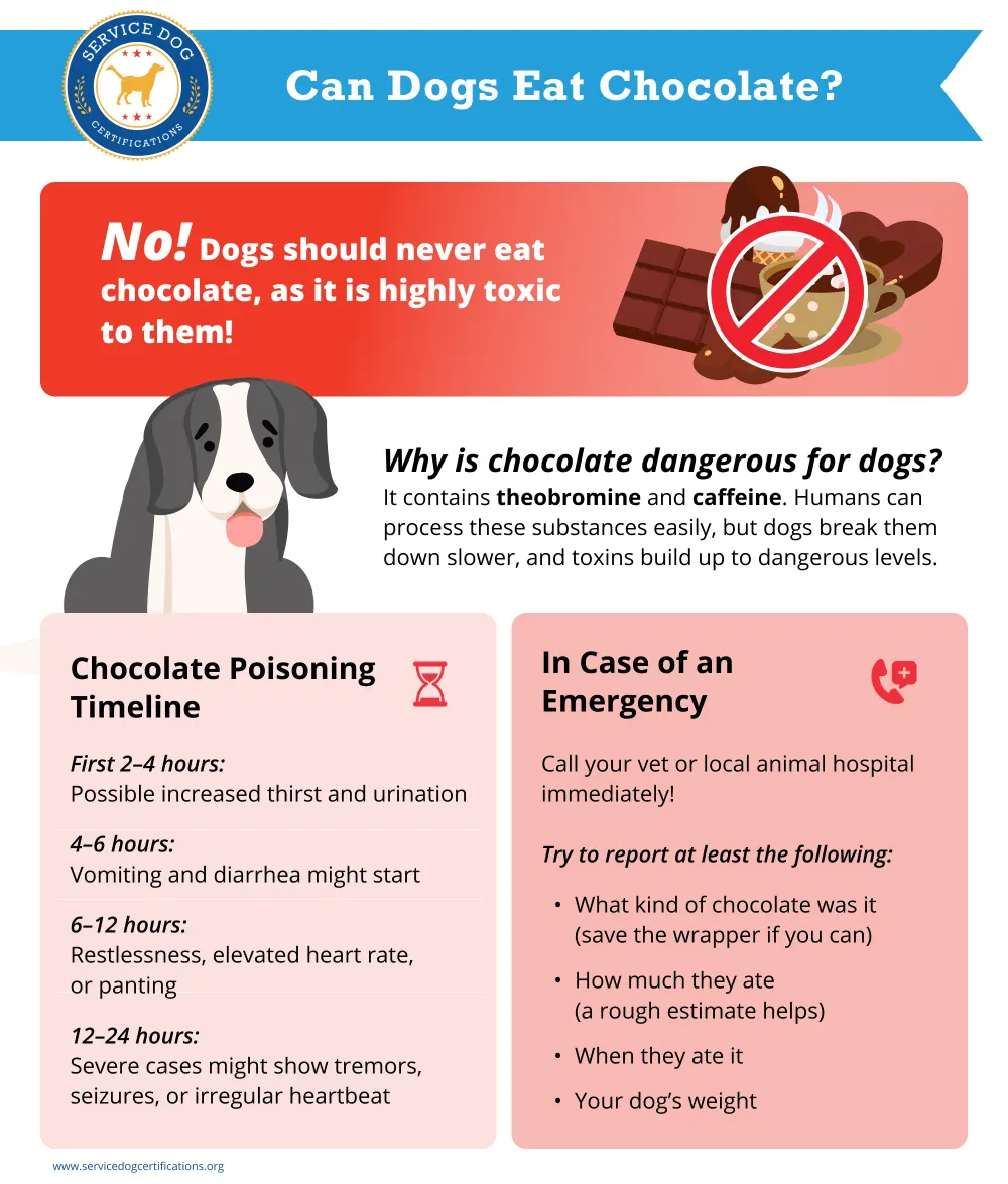 Can dogs eat chocolate? Infographic