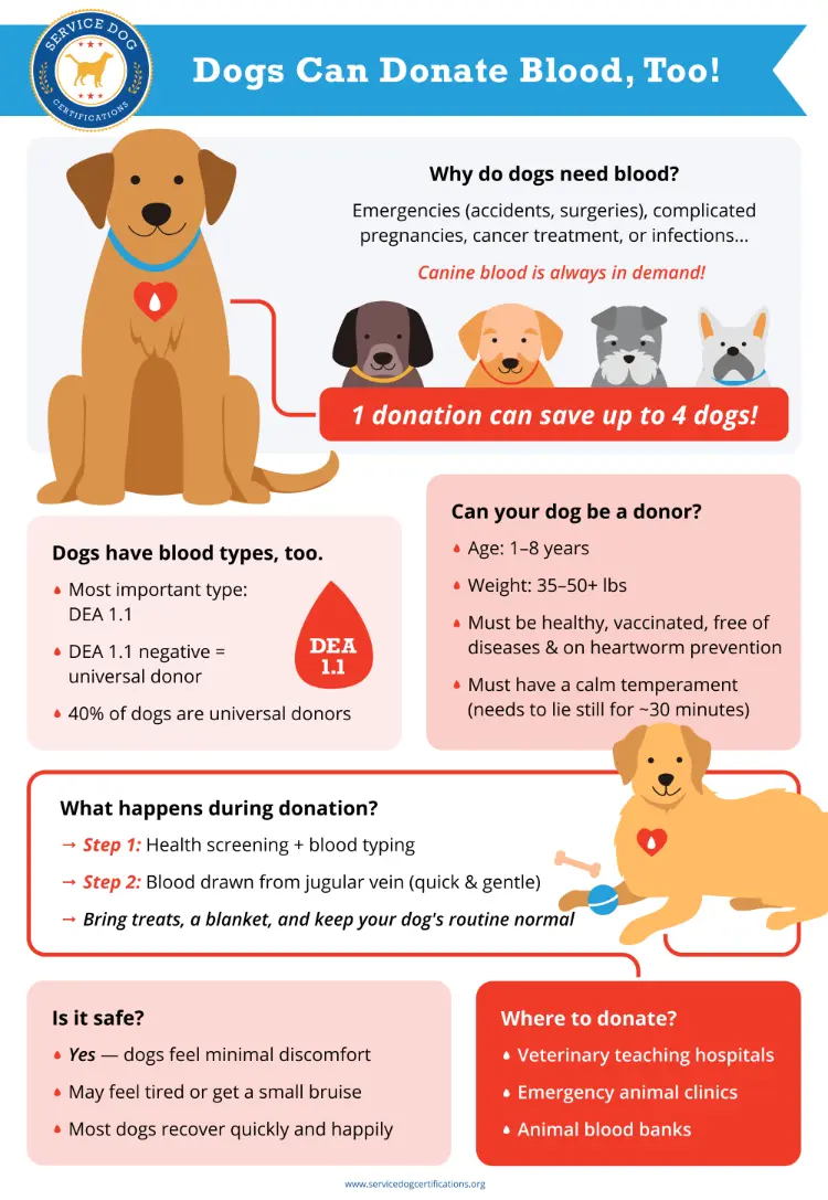 Dogs Can Donate Blood, Too!