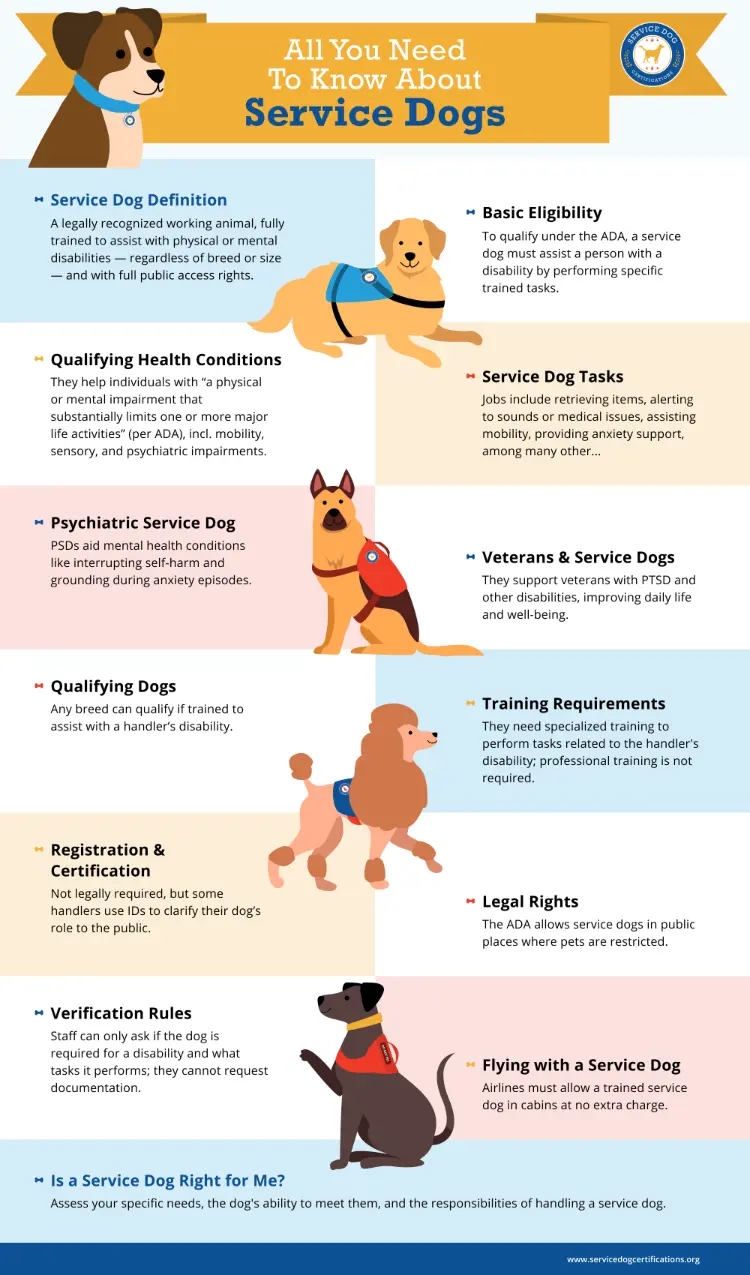All You Need To Know About Service Dogs