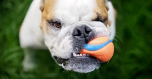 Dangerous Materials Hiding in Your Dog Products