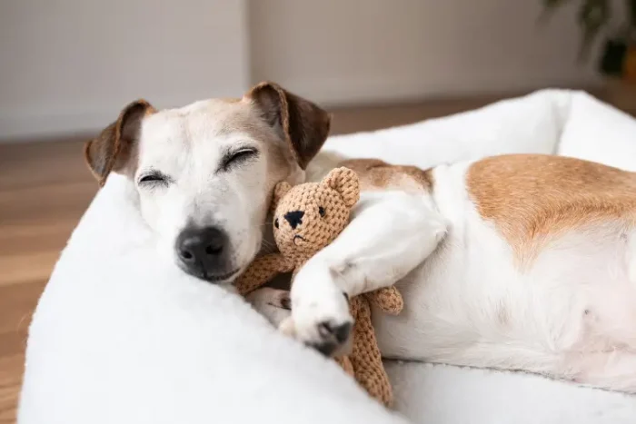 A dog napping on a synthetic bed with his favorite cuddly toy