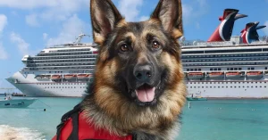 How to Bring a Service Dog on Carnival Cruise