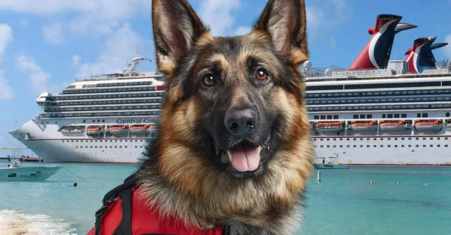 How to Bring a Service Dog on Carnival Cruise