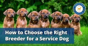 How to Find a Good Service Dog Breeder