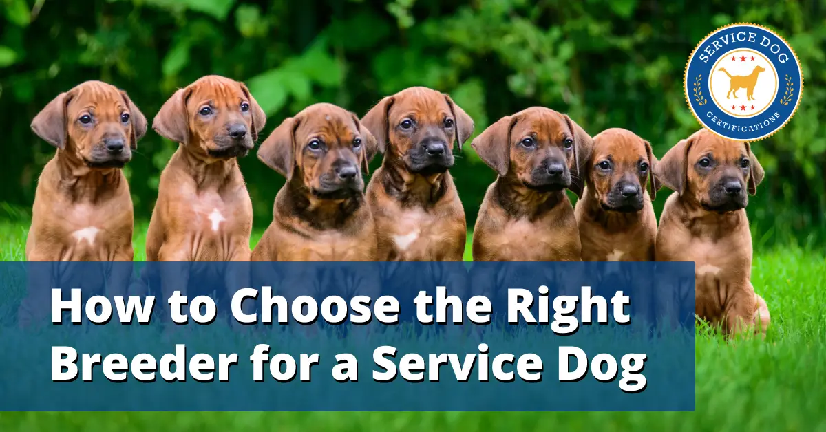 How to Find a Good Service Dog Breeder
