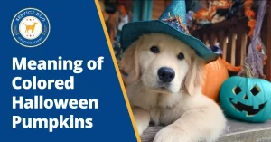 What Each Pumpkin Color Means for Halloween