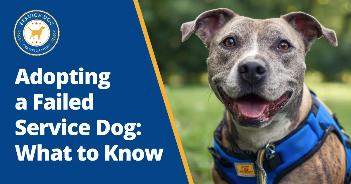 Adopting a Failed Service Dog