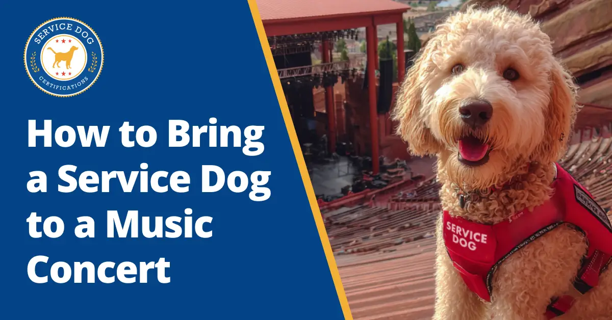 Can You Bring a Service Dog to a Music Concert?