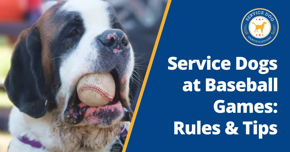 Can You Bring a Service Dog to a Baseball Game?