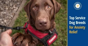 Best Service Dog Breeds for Anxiety 