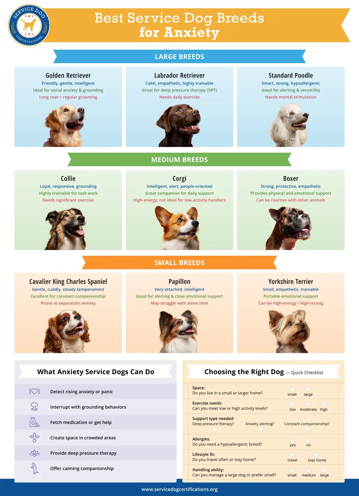Best Service Dog Breeds for Anxiety 