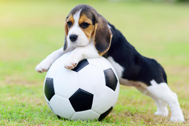 Cute little Beagle playing soccer in the garden