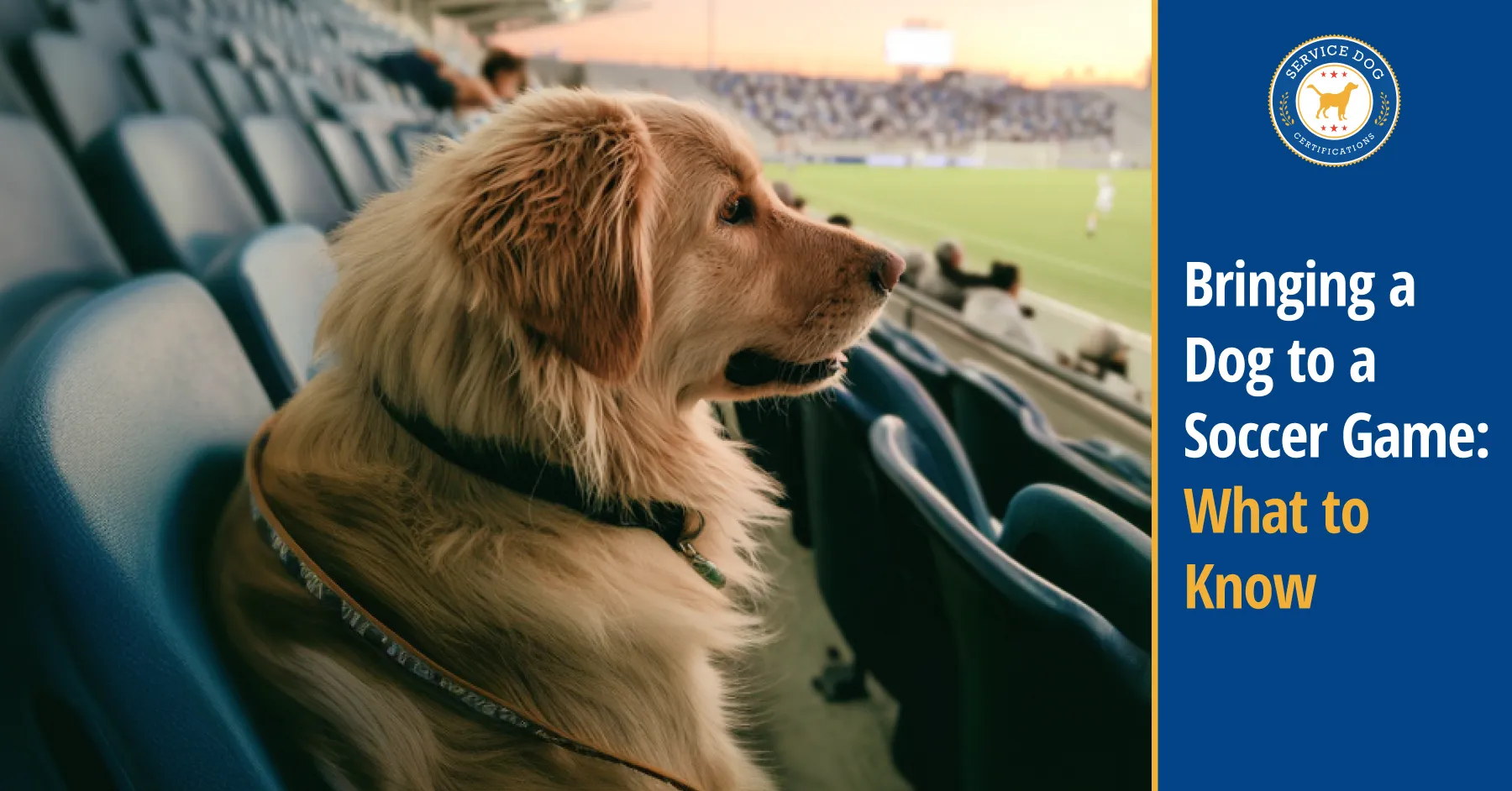 Can You Bring a Dog to a Soccer Game?