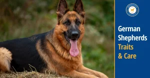 German Shepherd Dog: A Breed Overview