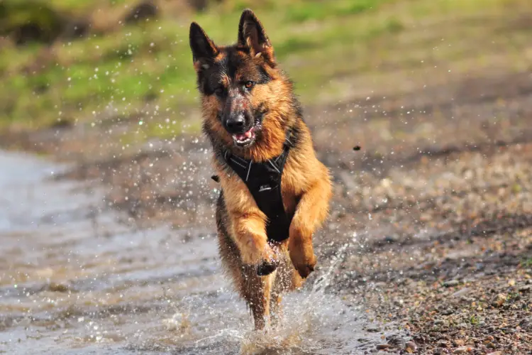 An active German Shepherd running on a beach