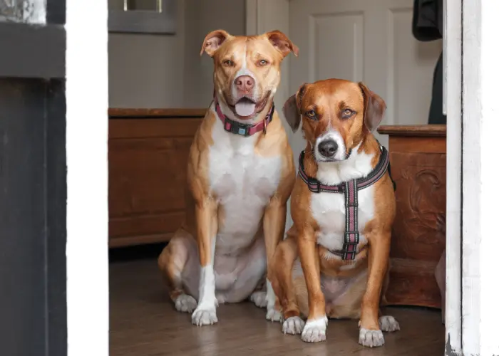 Harness vs Collar for Dogs